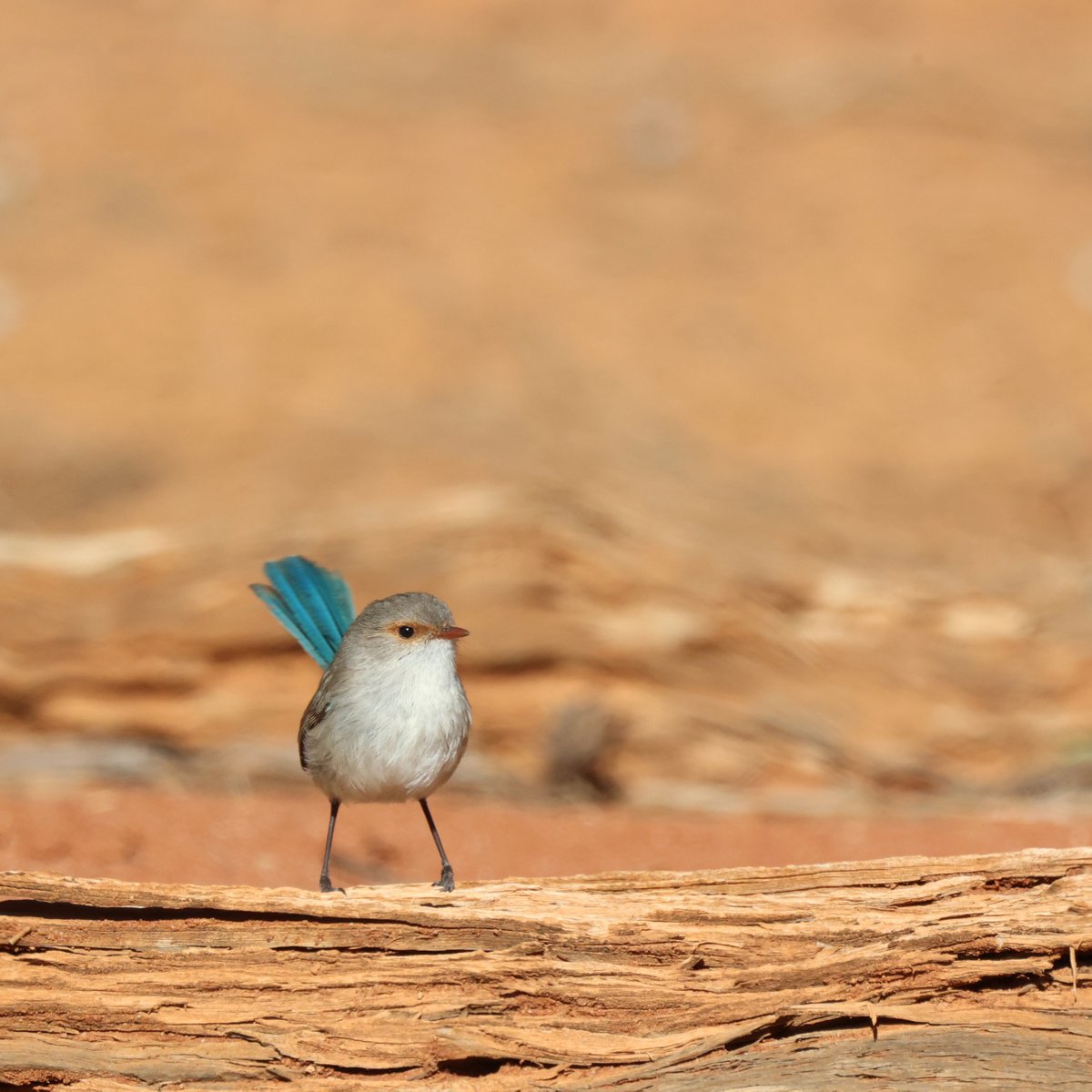 Happy Wrensday Wednesday!
Here's a female splendid fairywren (with attitude) that I found near Froggy Dam bird hide at Gluepot.
#wrensday
