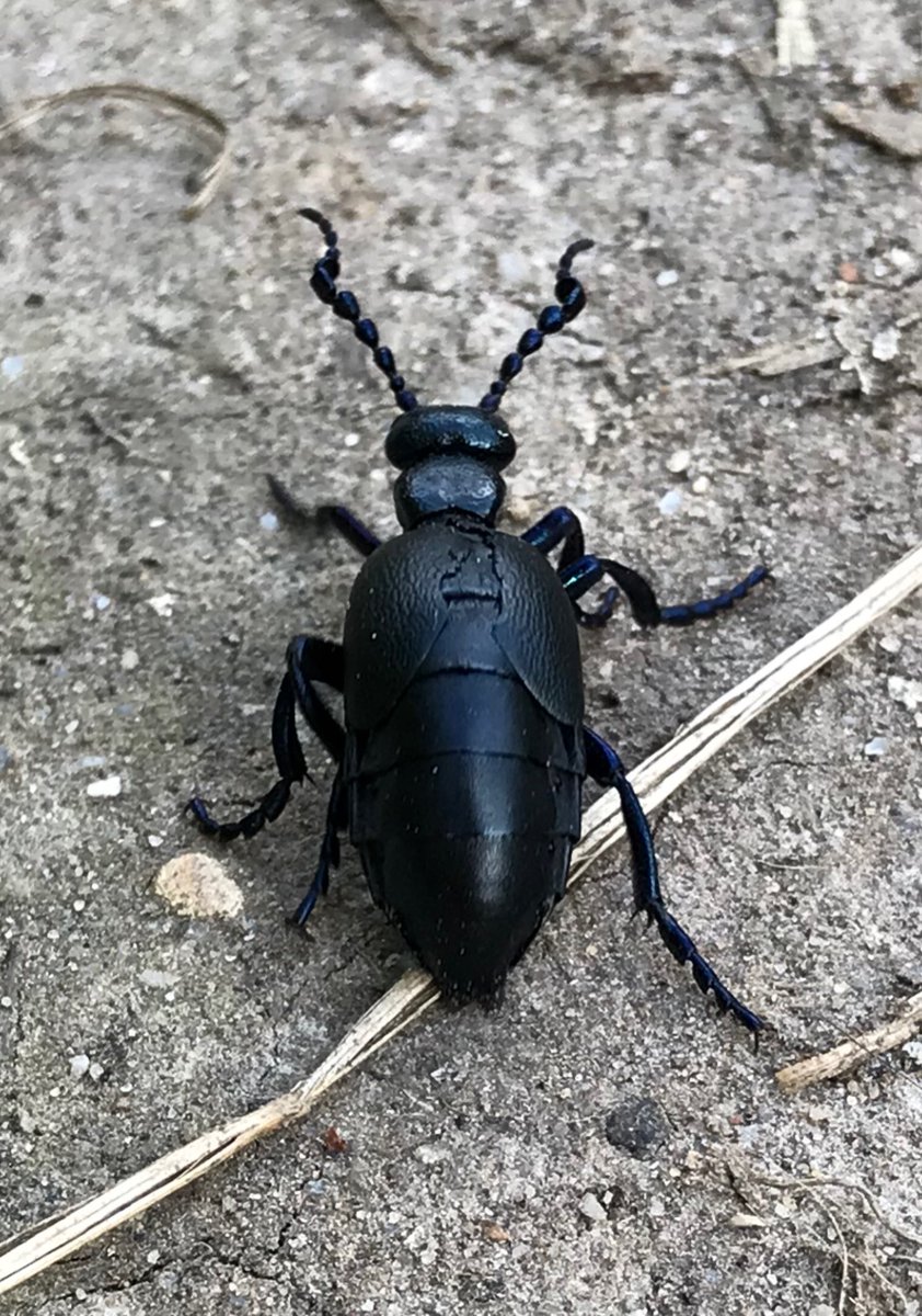_KateAshton's tweet photo. Just catching up on #springwatch … Chris Packham on live telly contemplating tasting the fluid that comes out of this beetle’s knees is everything! #autisticlegend https://t.co/8A8mXvuMRp