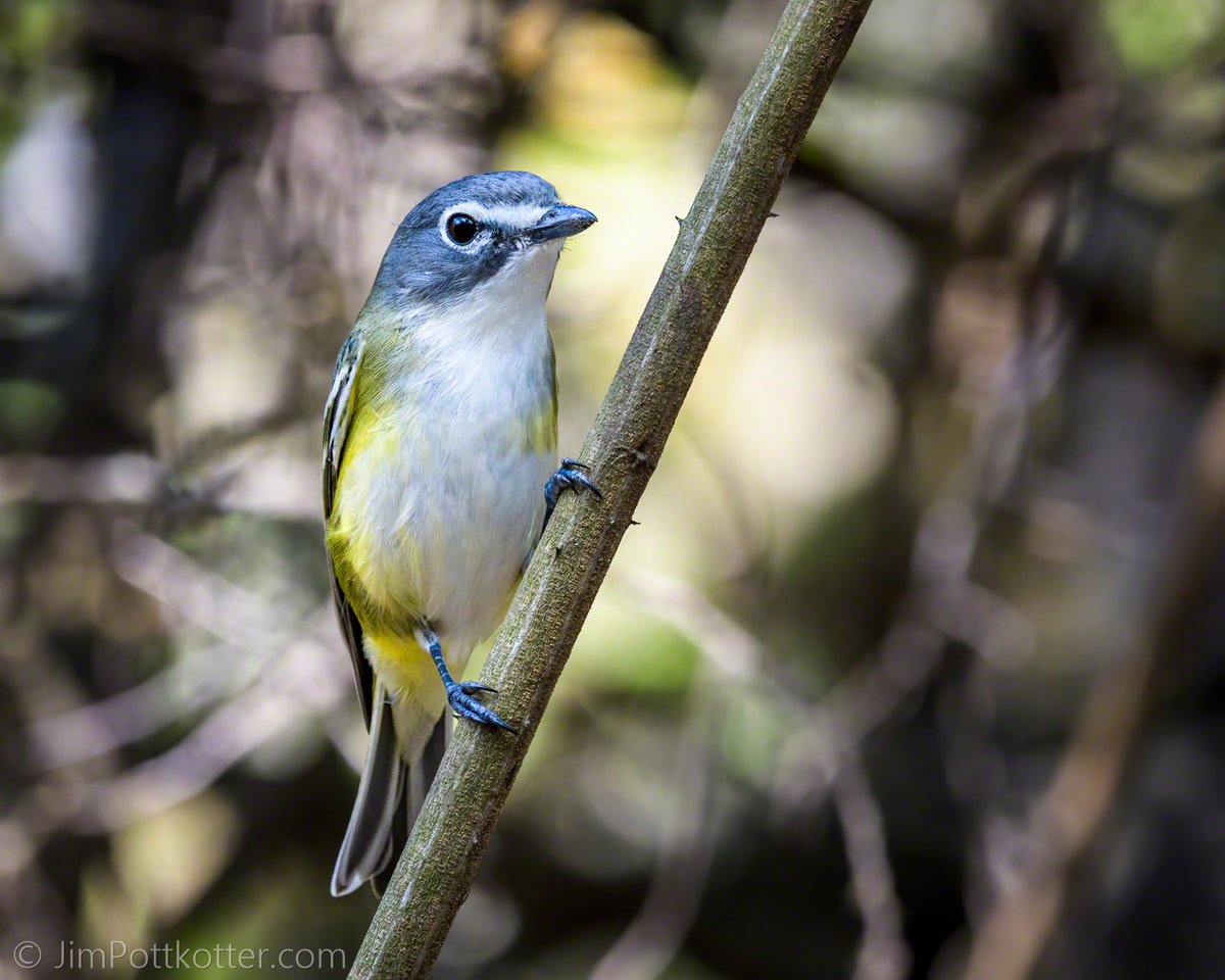HappyPixr's tweet image. For me, the Blue-headed Vireo is almost always a random encounter. They tend to stay hidden, but when they choose to be seen, their white spectacles make them easy to identify. #birds #nature #wildlife