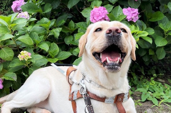 EyeMate_Dog's tweet image. 6/4は「 #虫歯予防デー 」、そして本日から1週間は「 #歯と口の健康週間 」です。

当協会では犬たちの定期健診の際、口の中も入念にチェックしています。

卒業後もアイメイトが健やかな生活を長く送れるよう、歩行指導中には主人となる視覚障害者の方が歯みがきを含め健康管理についても学びます。