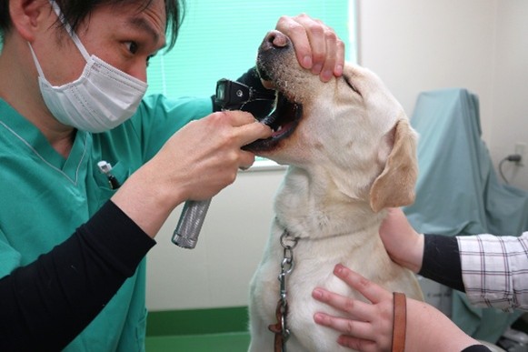 EyeMate_Dog's tweet image. 6/4は「 #虫歯予防デー 」、そして本日から1週間は「 #歯と口の健康週間 」です。

当協会では犬たちの定期健診の際、口の中も入念にチェックしています。

卒業後もアイメイトが健やかな生活を長く送れるよう、歩行指導中には主人となる視覚障害者の方が歯みがきを含め健康管理についても学びます。