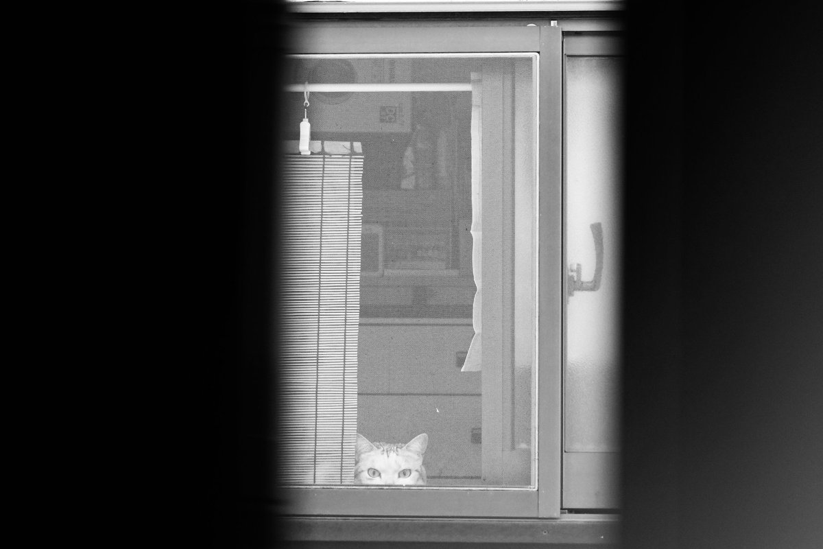 pekomo (@pm_kirua) on Twitter photo 