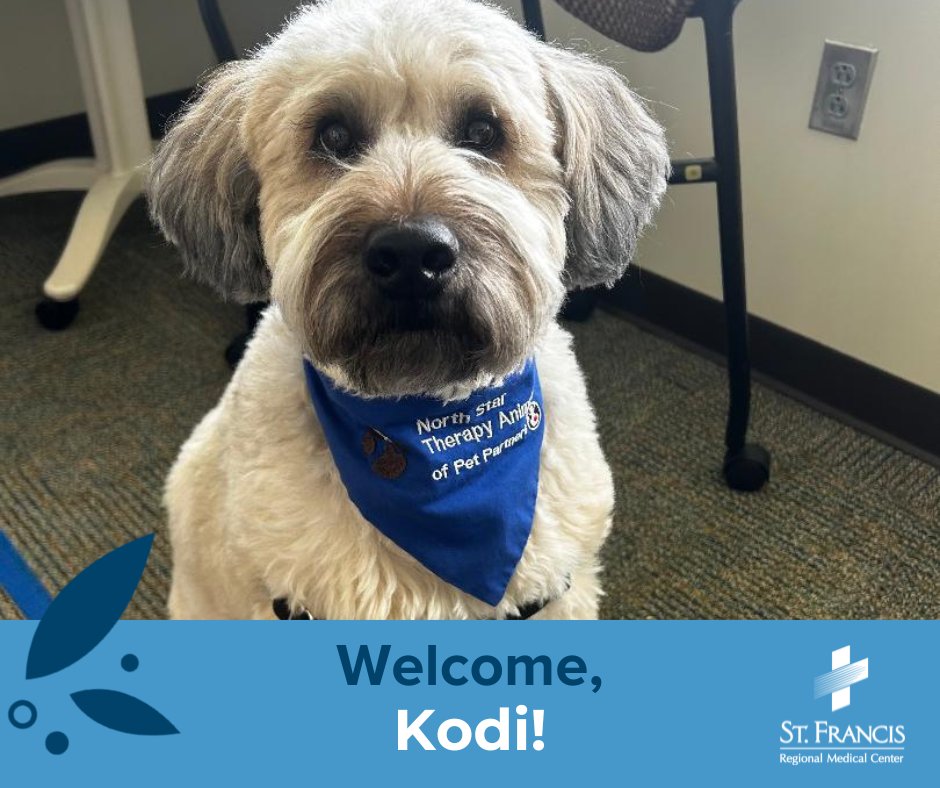 Meet St. Francis' newest therapy dog, Kodi! Kodi is a Wheaten Terrier Poodle, also known as a Whoodle, and is ready for all the pets from patients, visitors, and care team members!

#therapydog #dog