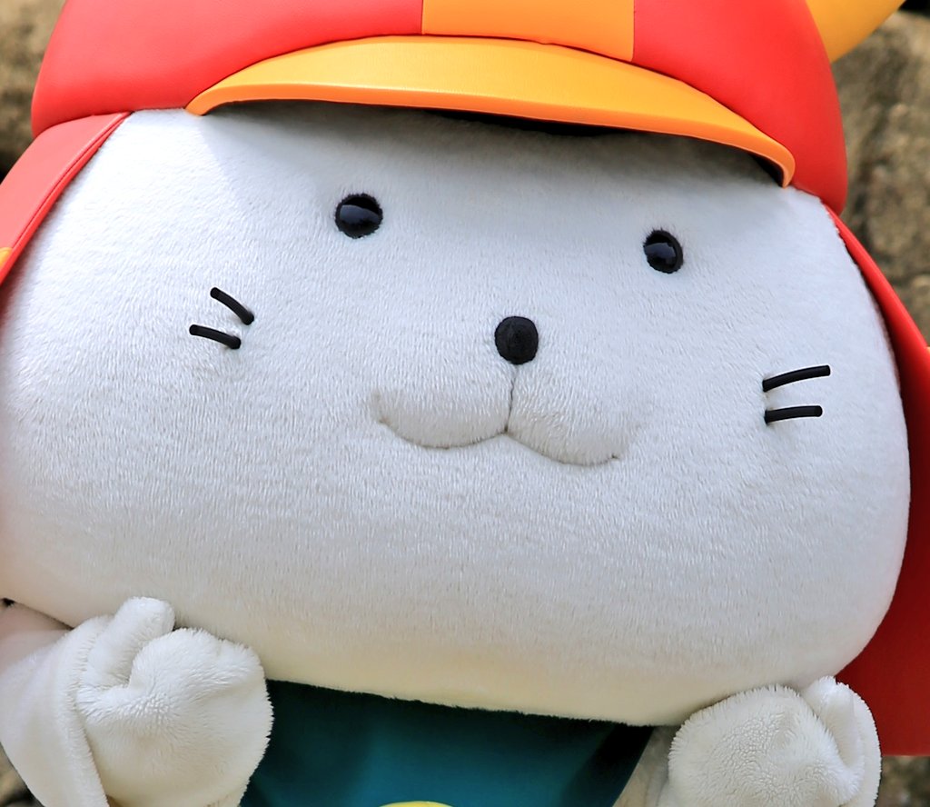 モチさんにこにこ嬉しそうだね〜😍💕真っ白もふもふがかわいい😳これから暑くなるから気をつけてね😭☀
#フォローしてね