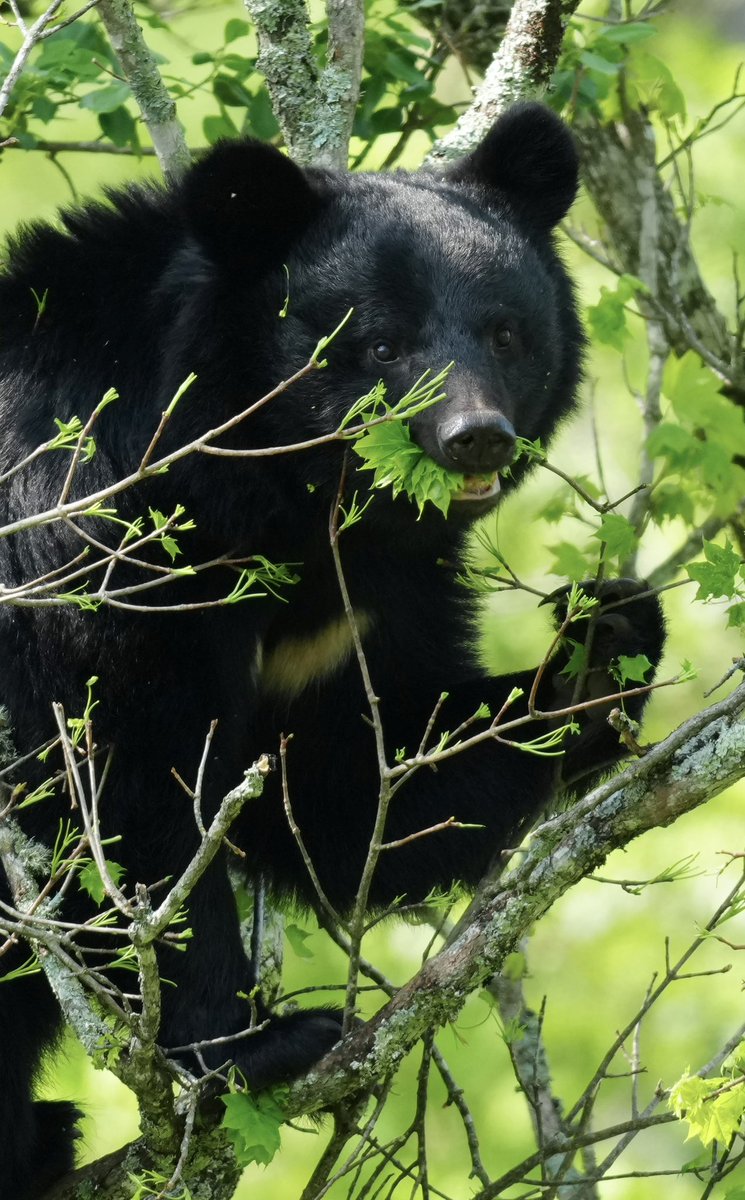 クマ山は若葉が目に眩しい季節。ツキノワグマたちはこのごちそうを見逃さない。

今はハウチワカエデやイタヤカエデが旬の食べ物のようで、一日に何度も木に登ってその葉を頬張っている。

＃ツキノワグマ
