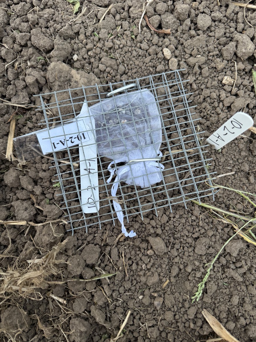 Karan Chahal, PhD ๐๐ณ๐ฌ๐งซ๐งฌ๐งช๐ (@karan_plantpath) on Twitter photo Field work is a blast with an amazing lab crew! Huge thanks to <a href="/PPhillipsAg/">Peyton Phillips</a>, <a href="/AG__McCoy/">Austin McCoy</a>, and Jamie Walker for the awesome help setting up this unique experiment with bioformulations. Excited to track sclerotia degradation across treatments! <a href="/MartinChilvers1/">Martin Chilvers</a> Field work is a blast with an amazing lab crew! Huge thanks to <a href="/PPhillipsAg/">Peyton Phillips</a>, <a href="/AG__McCoy/">Austin McCoy</a>, and Jamie Walker for the awesome help setting up this unique experiment with bioformulations. Excited to track sclerotia degradation across treatments! <a href="/MartinChilvers1/">Martin Chilvers</a>