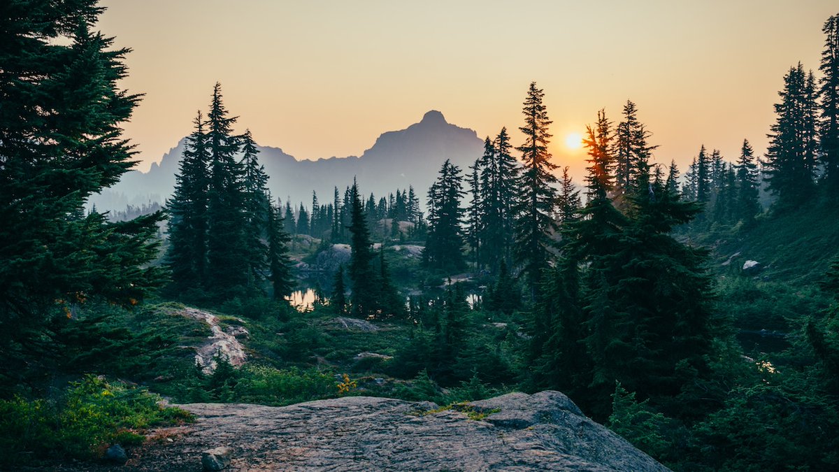 AlienNextDoor's tweet photo. Please read How Trees Can Save Us: Five writers on the role and history of trees in global planetary health and our journey with climate change.(photo by James Wheeler) #Impakter #trees #life #WritingCommunity #environmental #action #PlantTrees https://t.co/UgHJ54SogF https://t.co/39XpgFfjC5