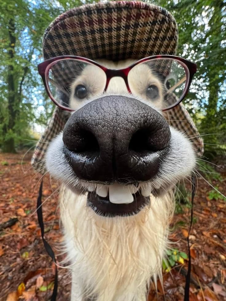 AmadoMonteagudo's tweet photo. Retweet if look as good idea invest on this project

$SWD

Shitting Wif Dog

5cBYSL9sWNGscs9nKSLtbCZwRzcaYQeuNGywfTqjFC5Q

$ball $noface $turtle #blackrock $ustp $mask $shork #drawings $crocs $shiro $dudes $labubu #froghermes $krill $kitty $alpaca $foogle #catchanel $nira $genius https://t.co/5MtRc2nvVk
