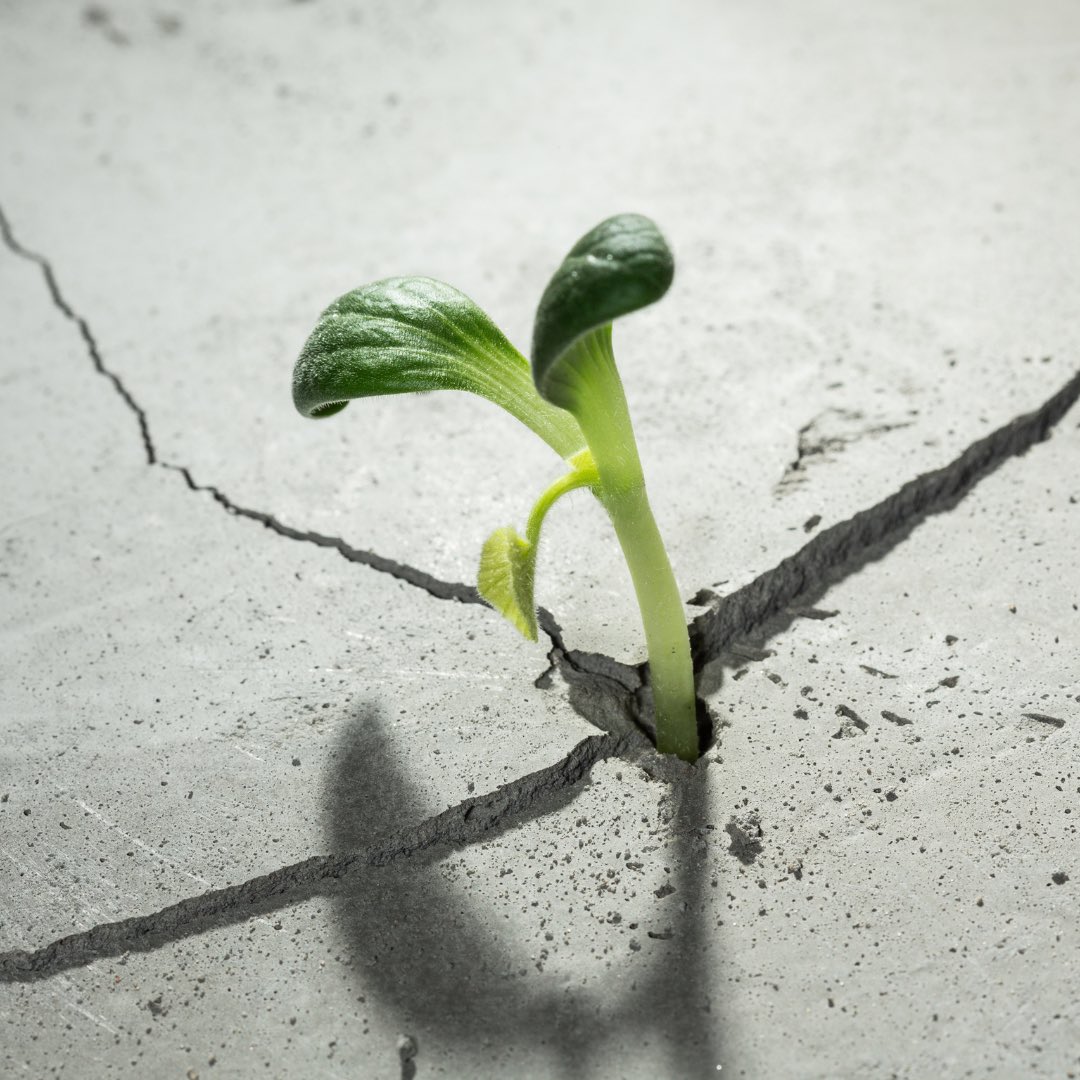 Sheyla Martínez Rivera tweet media