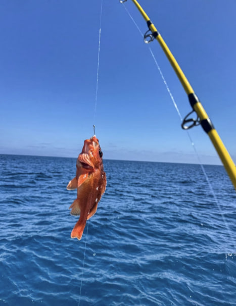 DearAnnaTrip's tweet photo. Another deep sea catch! Not the biggest, but still a solid fight. Some anglers call these "trash fish"—but honestly, they taste better than half the stuff in stores
🐟 #DeepSeaFishing #UnderratedFish #CatchAndCook #AnglerTalk https://t.co/0xwVxWxyvE