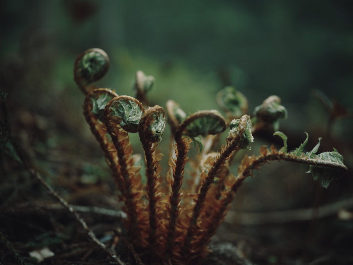 霧の戸隠神社
Hasselblad 907X &amp; CFV 100C + XCD90V