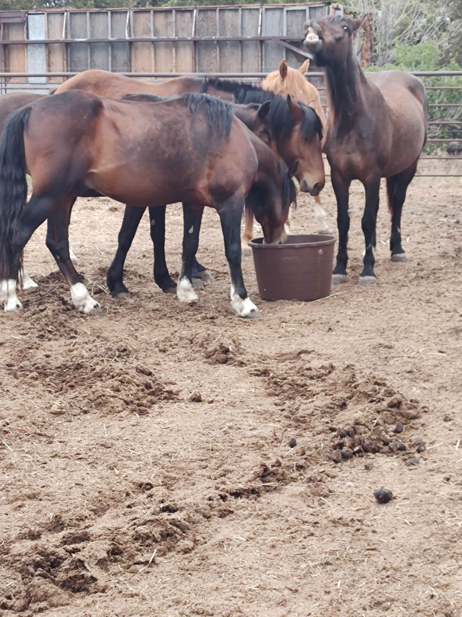 #Help NO New Donations time is running out $1235.85 needed by TONIGHT to transport 7 #wildhorses from Kansas to Idaho to #Freedom  Lets get them back to the wild  #SaveOurWildHorses #horses paypal.com/donate/?hosted……… venmo.com/u/SaveourWildH……… buy.stripe.com/4gw7tI8sYdUJ1X…