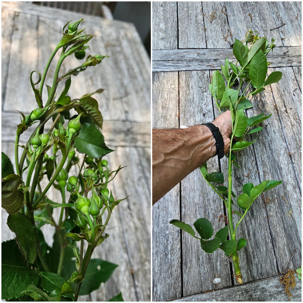 Wind storm today snapped this branch from one of my floribunda rose bushes. 40+ buds on this cane. 40 less rose blooms this spring. Sonofabitch.
