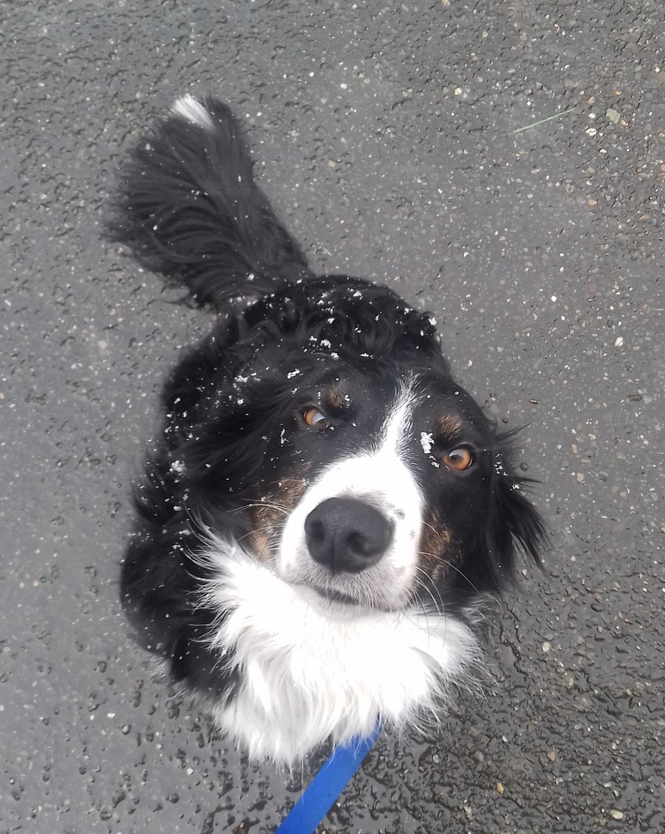 ciara_vo's tweet photo. my little boy became an angel a week ago 🐶💙👼 https://t.co/fg7qdf7pd5