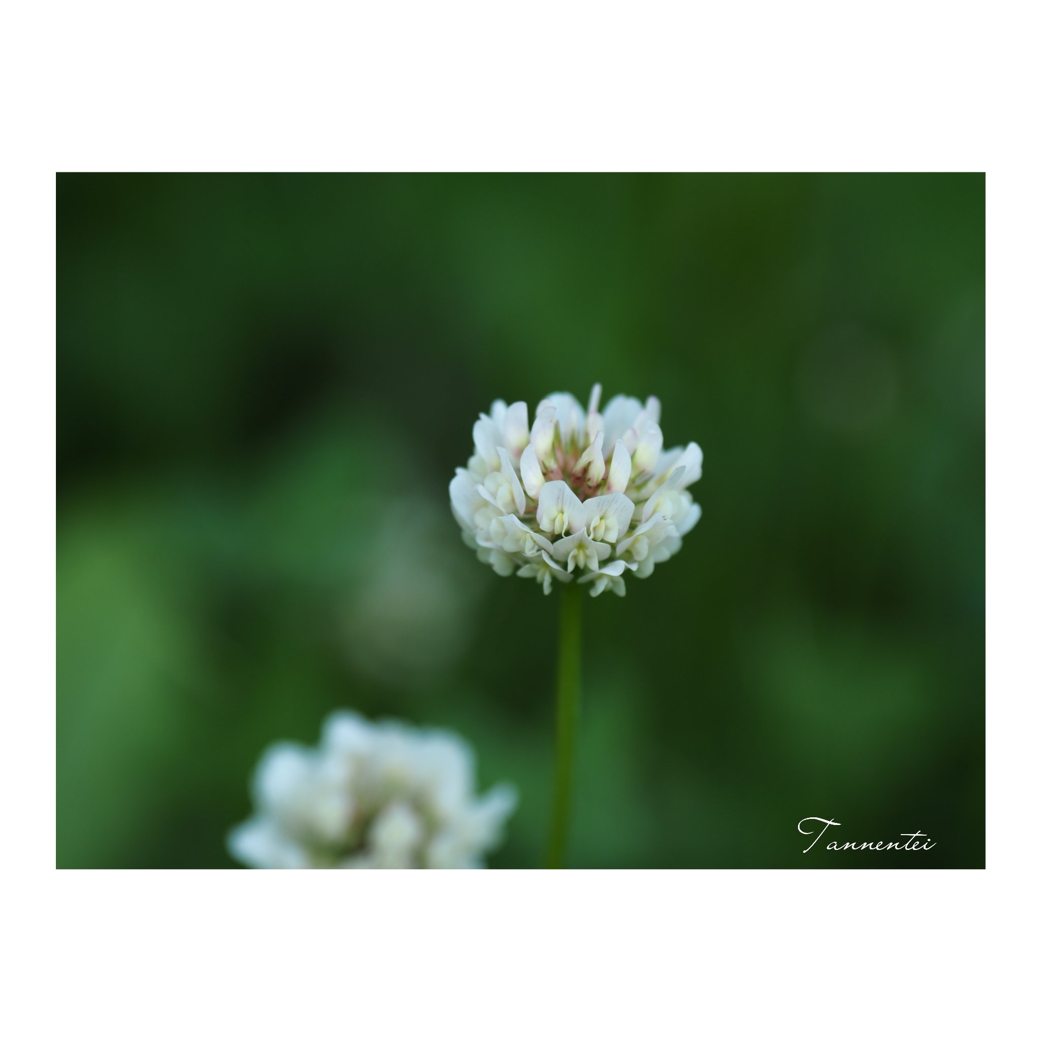 花「忘れないで・・・約束」シロツメクサ 花「忘れないで・・・約束」シロツメクサ
