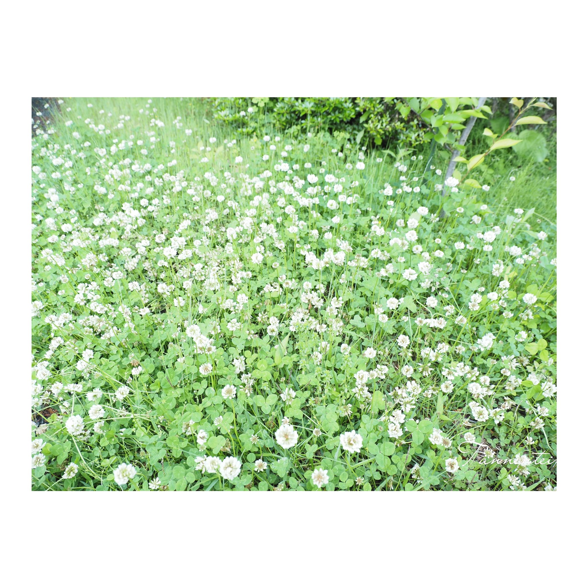 花「忘れないで・・・約束」シロツメクサ