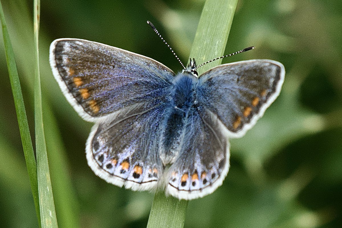 Mike O'Hanlon (@yellowshriker) on Twitter photo Tendring District butterflies over the past couple of days <a href="/savebutterflies/">Butterfly Conservation š¦</a> <a href="/EssexWildlife/">Essex Wildlife Trust</a> <a href="/BBCSpringwatch/">BBC Springwatch</a> #Butterfly #Butterflies Tendring District butterflies over the past couple of days <a href="/savebutterflies/">Butterfly Conservation š¦</a> <a href="/EssexWildlife/">Essex Wildlife Trust</a> <a href="/BBCSpringwatch/">BBC Springwatch</a> #Butterfly #Butterflies