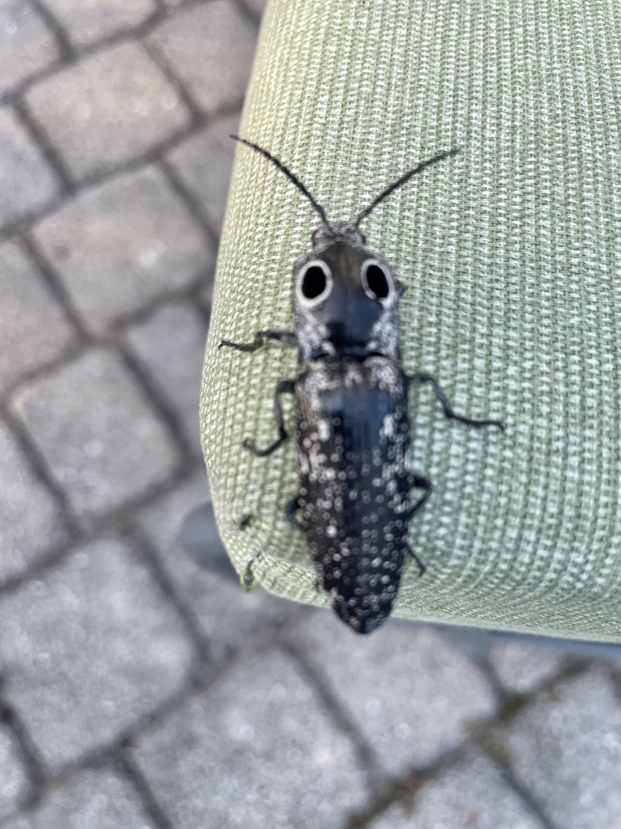 Had this patio visitor tonight.  Eastern Eyed Click Beetle.  Don’t think I’ve ever seen one.  About 2” long.