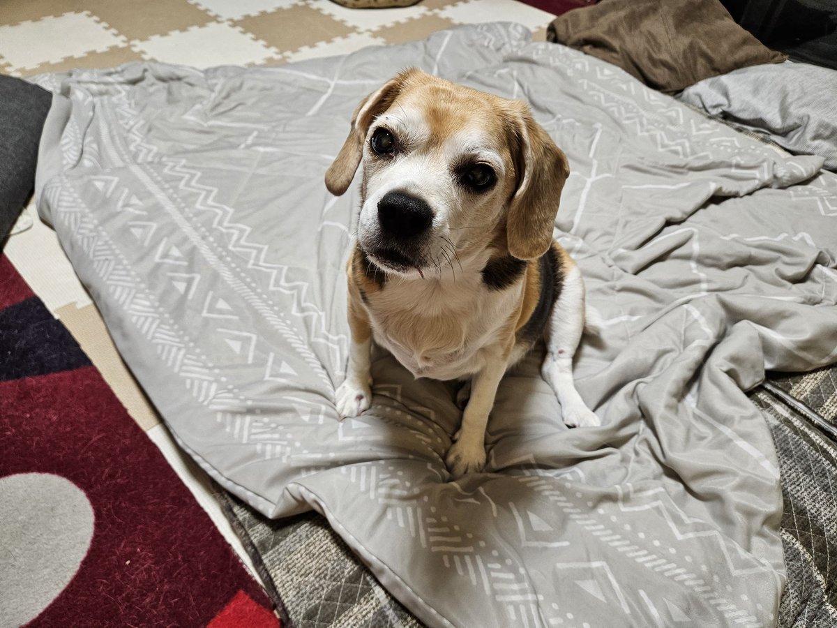 おはようワン🐶🐶👍
朝からパパに写真撮影されたワン
#ビーグル #beagle #サランとあい