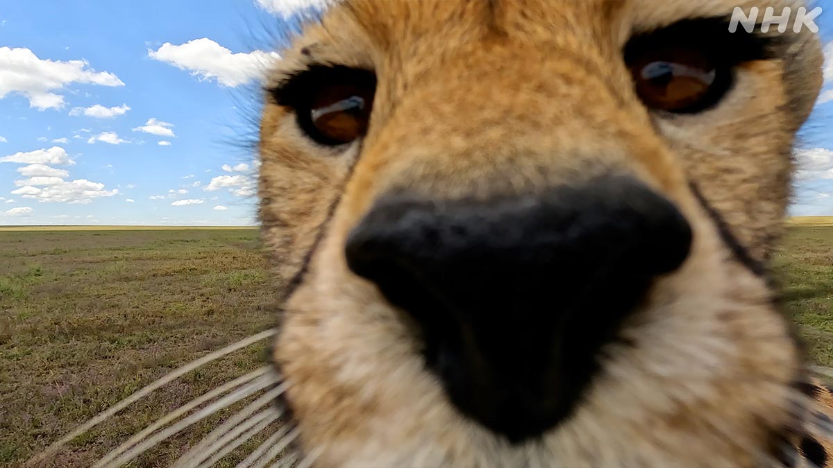 ダーウィンが来た! ダーウィンが来た！ on X