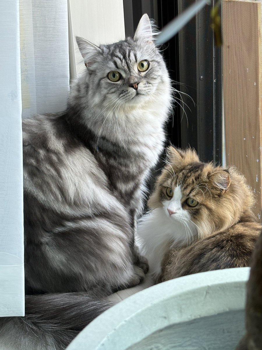 Leon_is_cats's tweet photo. カメラ目線しないレオンさん
こっち向いたら最高だったのに
サービスして下さい

#ねこのいる暮らし 
#猫好きさんと繋がりたい 
#ラガマフィン https://t.co/Pc2nU4Csvq