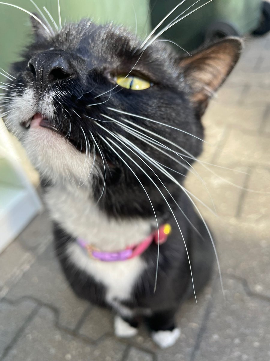 Oreo stretches his neck like a giraffe for a snack🦒