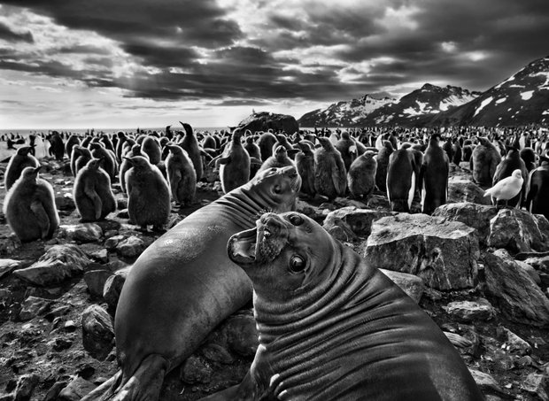 La Jornada Semanal (@lasemanal) on Twitter photo Sebastião Salgado (1944–2025), leyenda de la fotografía humanista. Recorrió más de 100 países con su cámara, retratando la dignidad humana y la belleza del planeta. Su legado vive. 📷
Lee más en <a href="/LaSemanal/">La Jornada Semanal</a> 👉acortar.link/Ux1hWH Sebastião Salgado (1944–2025), leyenda de la fotografía humanista. Recorrió más de 100 países con su cámara, retratando la dignidad humana y la belleza del planeta. Su legado vive. 📷
Lee más en <a href="/LaSemanal/">La Jornada Semanal</a> 👉acortar.link/Ux1hWH