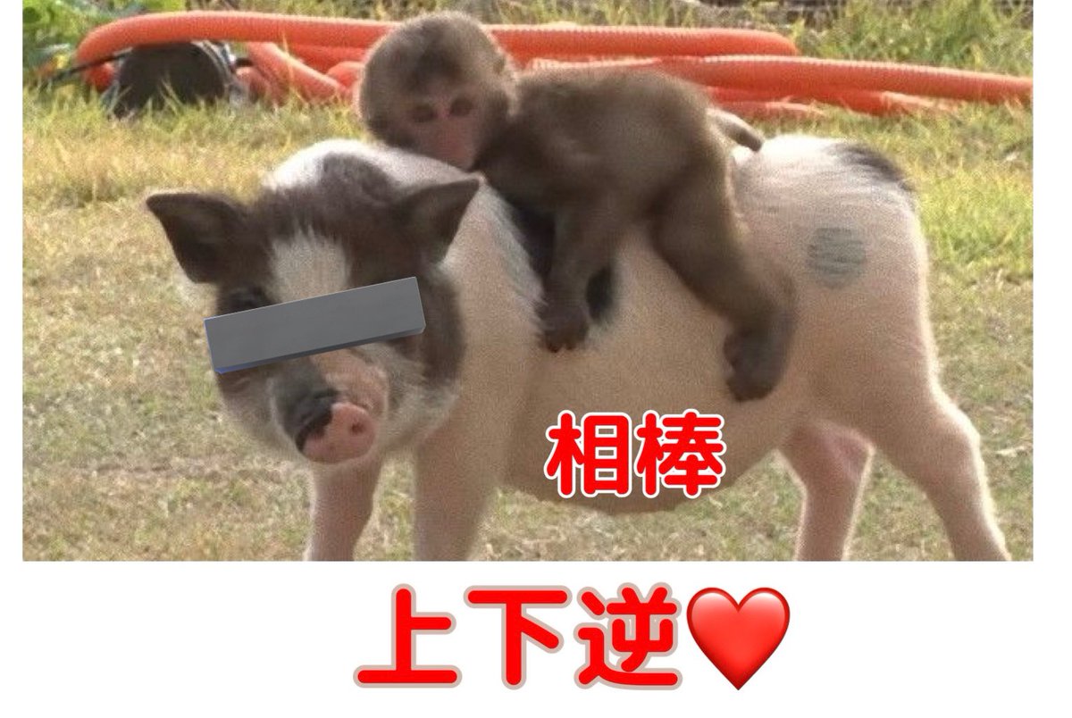 今日、有給をとってツーリングに行く前になんやかんやを取り付けに来た相棒。

嬉しくて予定より１時間はやく来た。

風土Tシャツ来た相棒を見かけたら捕獲してあげて下さい。
※私はお留守番

#伊勢志摩　#鳥羽　#パールロード　#ライダー歓迎　#鳥羽風土　#相棒　#モンキー125