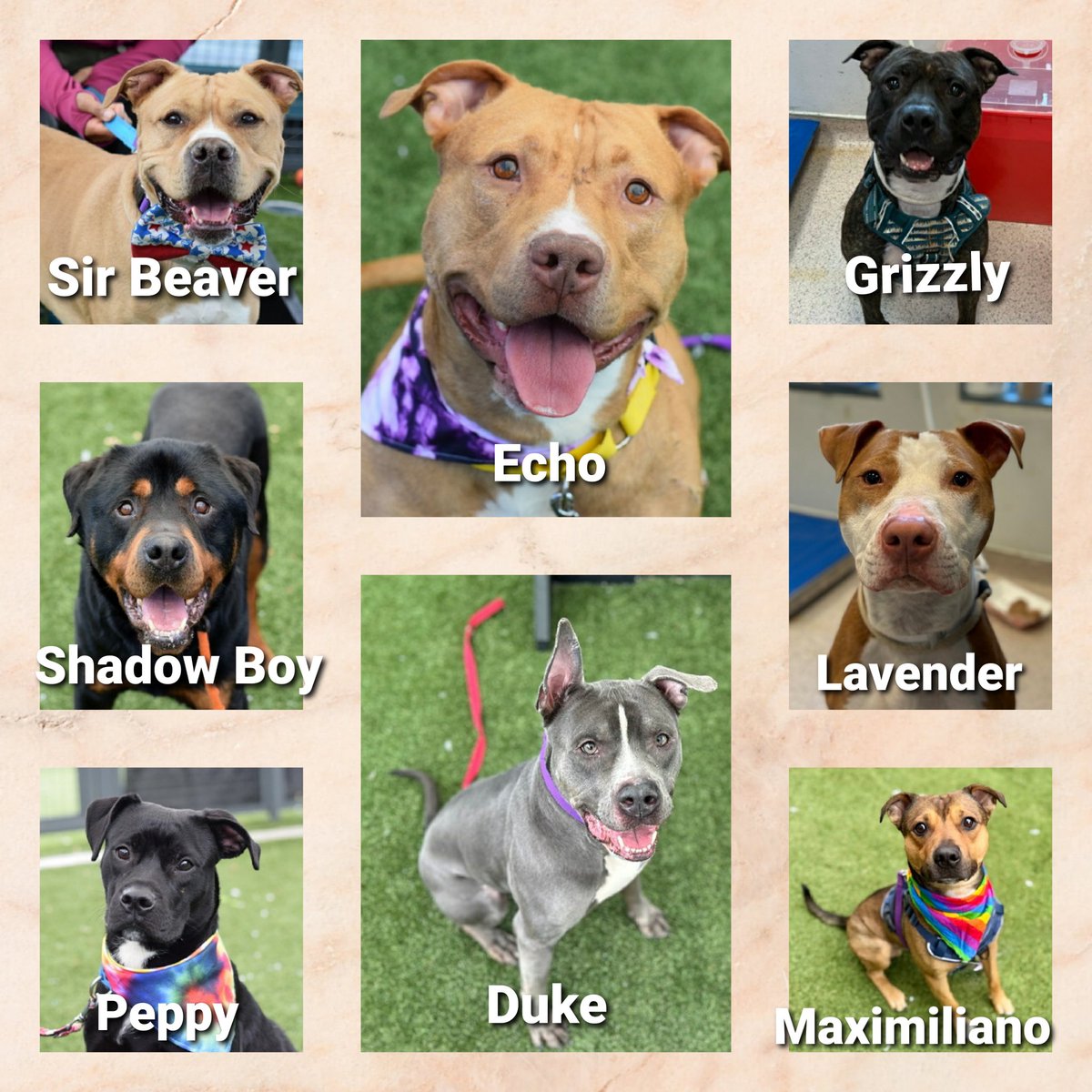 Team Animal Voice #NYCACC Dogs #TAP4ACCDOGS tweet media