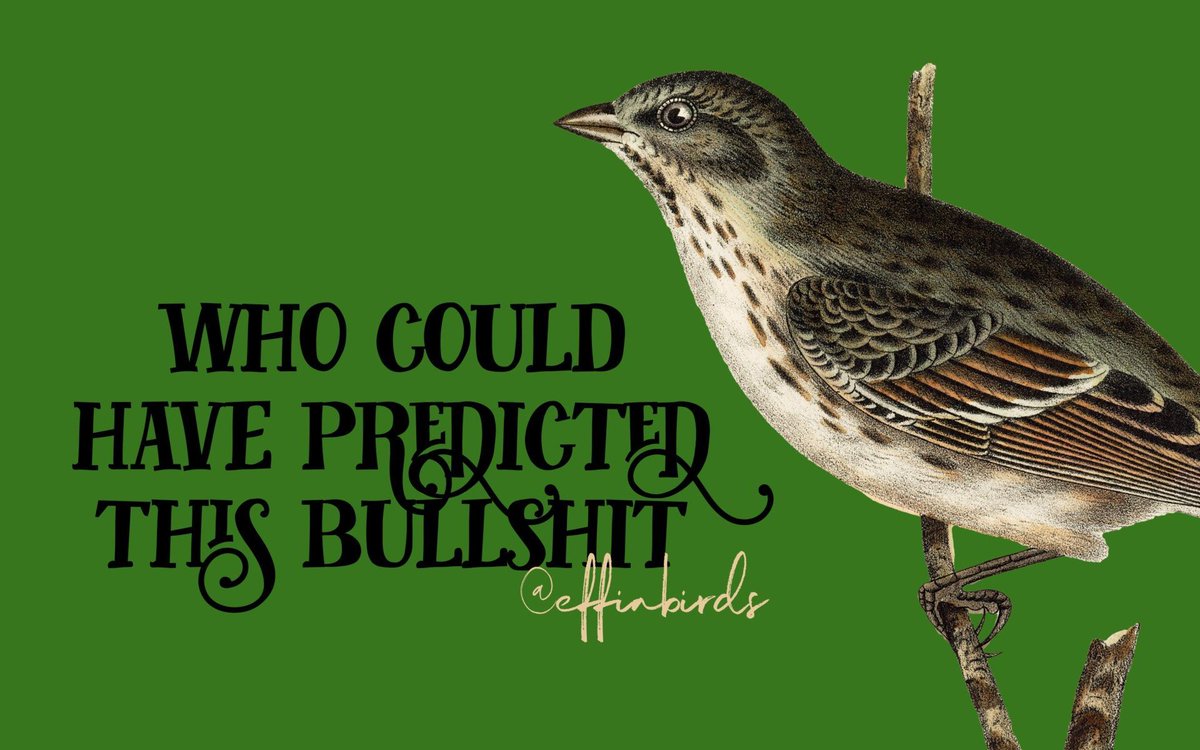 Effin' Birds (@effinbirds) on Twitter photo 