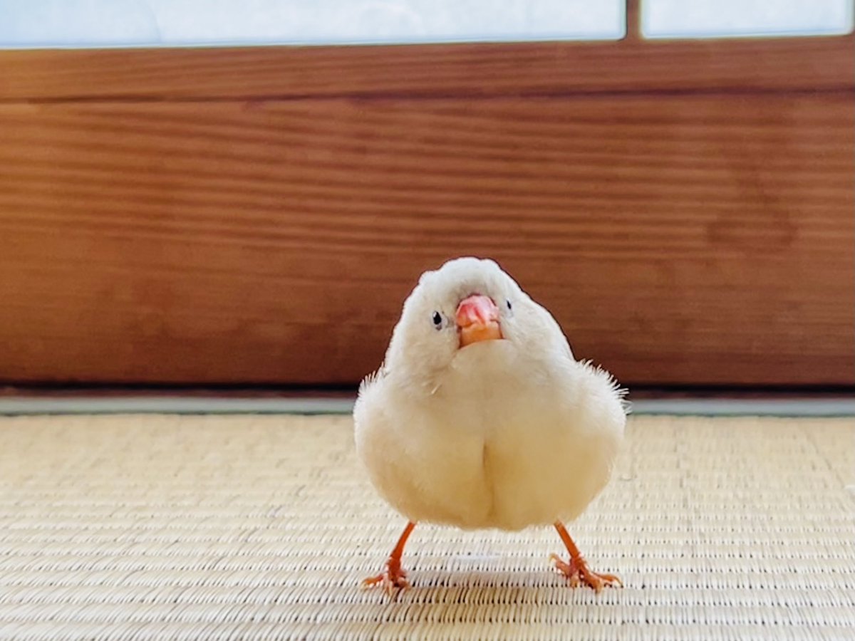 おはようございます☁️

ペチ、畳に仁王立ち
とてもかわいい