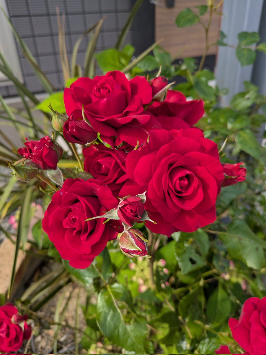 赤のミニバラがいい感じです☺️バラ的なバラな感じ🌹
語彙力なさ過ぎてすみません🤣