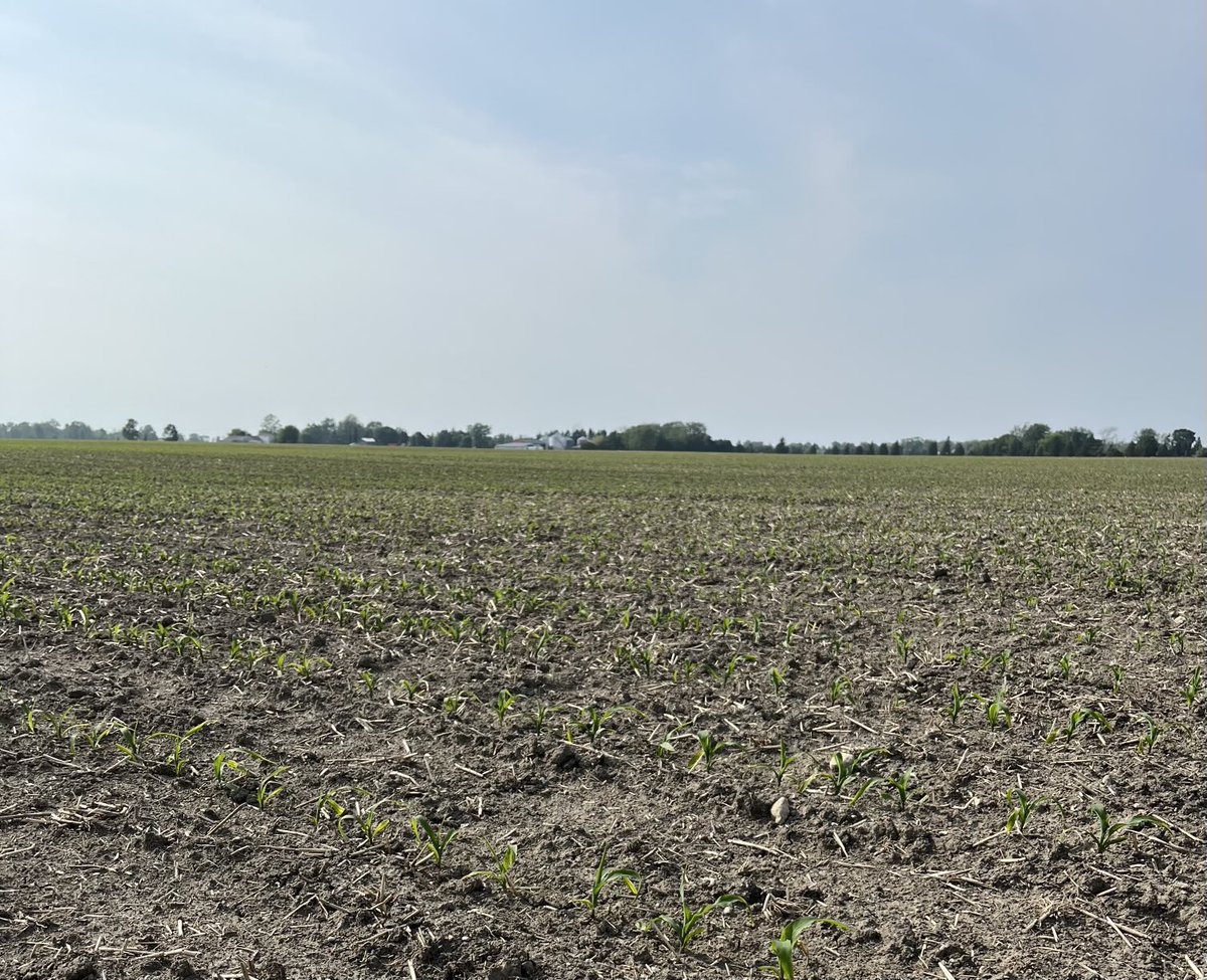 Corn is recovering from the cold temps in May..Last of beans in today in good conditions..most of wheat sprayed..no pics but beans would benefit from a nice warm rain..some crusty uneven emergence without a shower..giver while you can 👍
