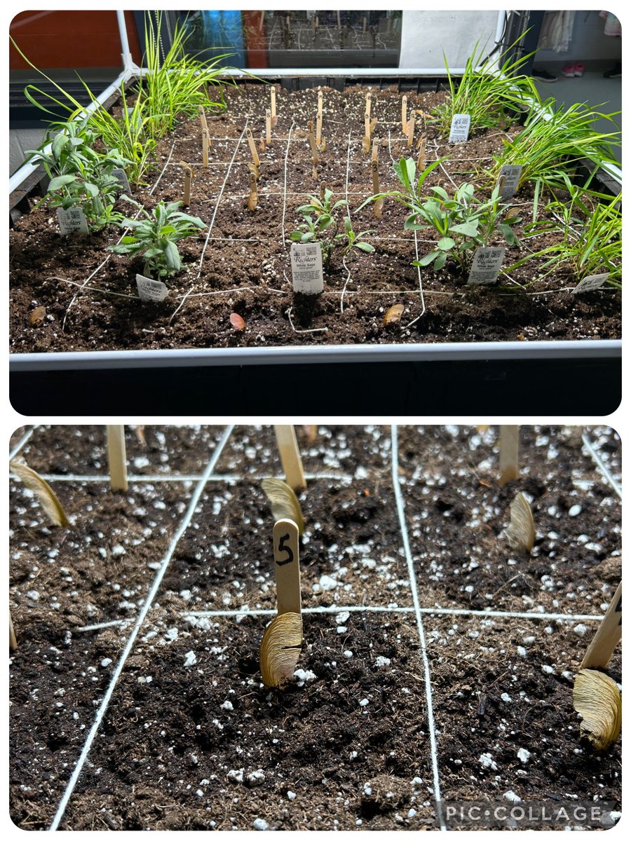 Madame Louise (@louise17adam) on Twitter photo Thank you to the Parents School Committee for supporting our school gardens. We will soon be bringing the sage and sweetgrass to our outdoor gardens along with the 3 Sisters Garden- corn, beans and squash. PS we are also growing maple trees 🍁<a href="/EcoleMaple_LDSB/">École Maple Elementary School</a> <a href="/LimestoneCityH1/">Limestone City Hydroponics</a> Thank you to the Parents School Committee for supporting our school gardens. We will soon be bringing the sage and sweetgrass to our outdoor gardens along with the 3 Sisters Garden- corn, beans and squash. PS we are also growing maple trees 🍁<a href="/EcoleMaple_LDSB/">École Maple Elementary School</a> <a href="/LimestoneCityH1/">Limestone City Hydroponics</a>