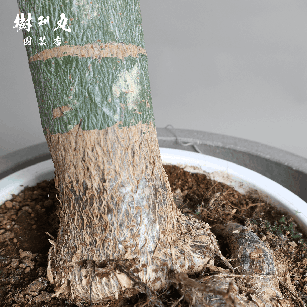 jurimaru_engei's tweet image. 生命力と幸運を紡ぐ、八丈島

#Pachira
#パキラ
#シンボルツリー 
#観葉植物
#オフィス観葉植物
#観葉植物のある暮らし 
#観葉植物インテリア 
#観葉植物専門店 
#大型観葉植物 
#symboltree
#樹利丸園芸店
#墨田区