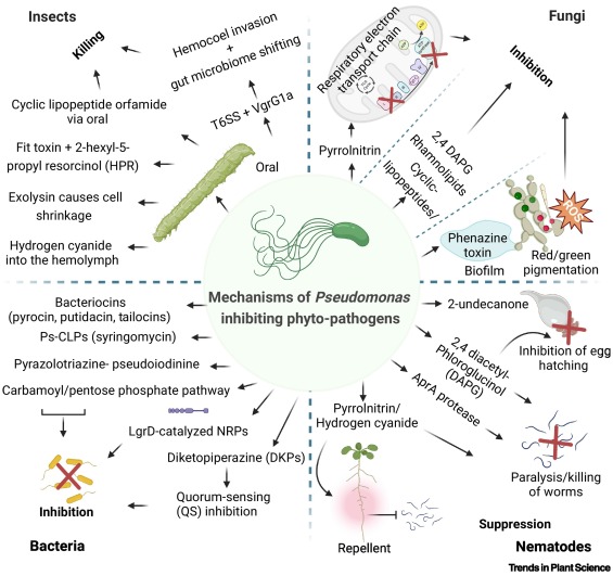 Coexistence ecology of pathogen-inhibiting microbes in the phytobiome dlvr.it/TL8Vnt #plantscience