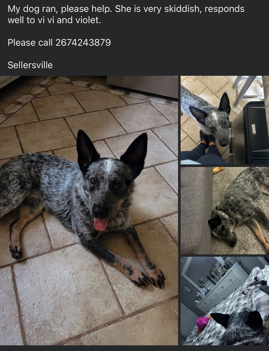 Lost dog in Sellersvile, PA. See image for details.