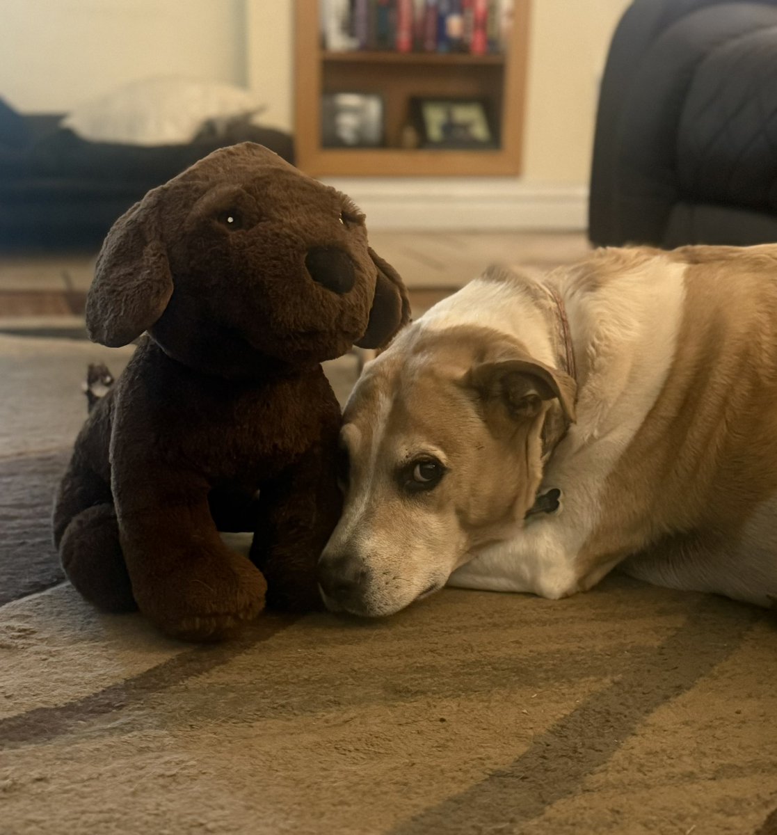 emmilkowski's tweet image. Like most of us, Mason isn’t a fan of the tornado sirens. The threat has passed so now he’s chilling with his toy pup that he grabbed from the toy box.