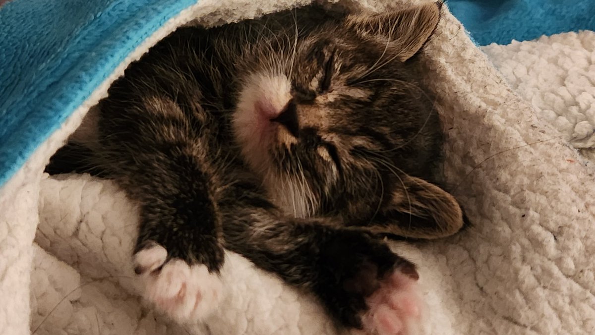 애기 밤새 너무 잘 잠
6시 쫌 넘으니까 나한테 와서 내 팔 쪼물락거리면서 날 깨웠음 ㅠ