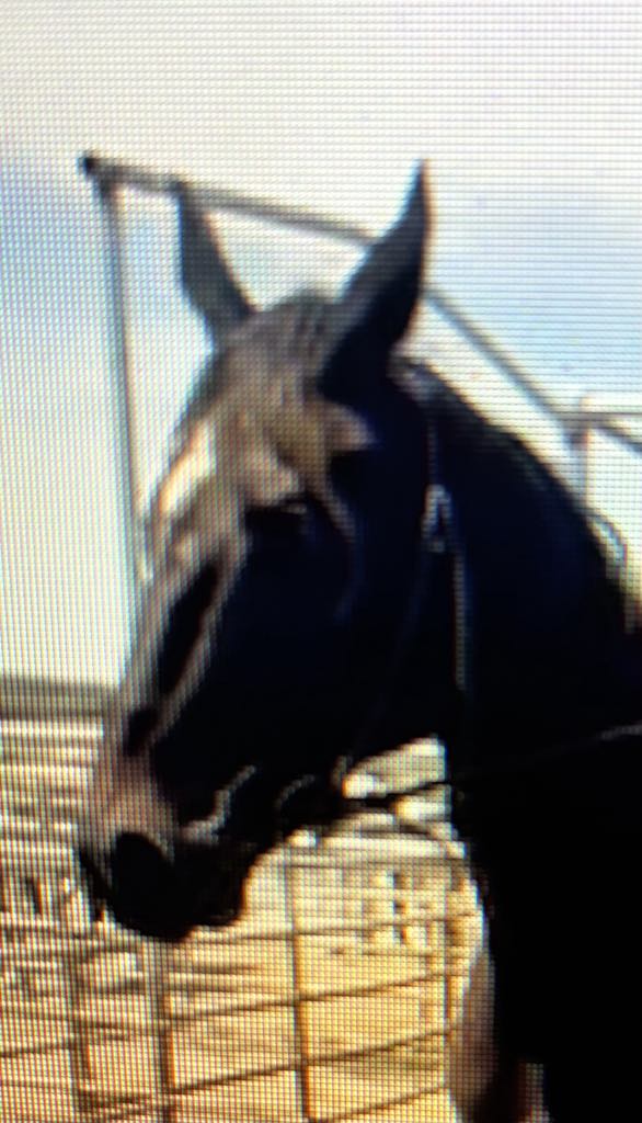 🆘🆘👉Update! $395 raised for Duck Fir so far. We still need to raise $2505 to reach goal. We have a long way to go and we cannot let Duck down.  Please consider a donation to help us help Duck. Our Paypal Donation link is paypal.com/donate/?hosted…

Thank you.