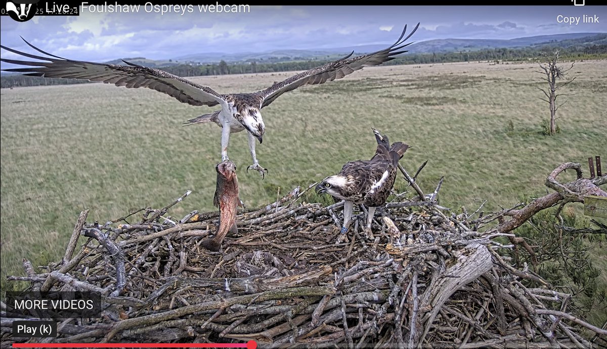 Dave Coverdale tweet media