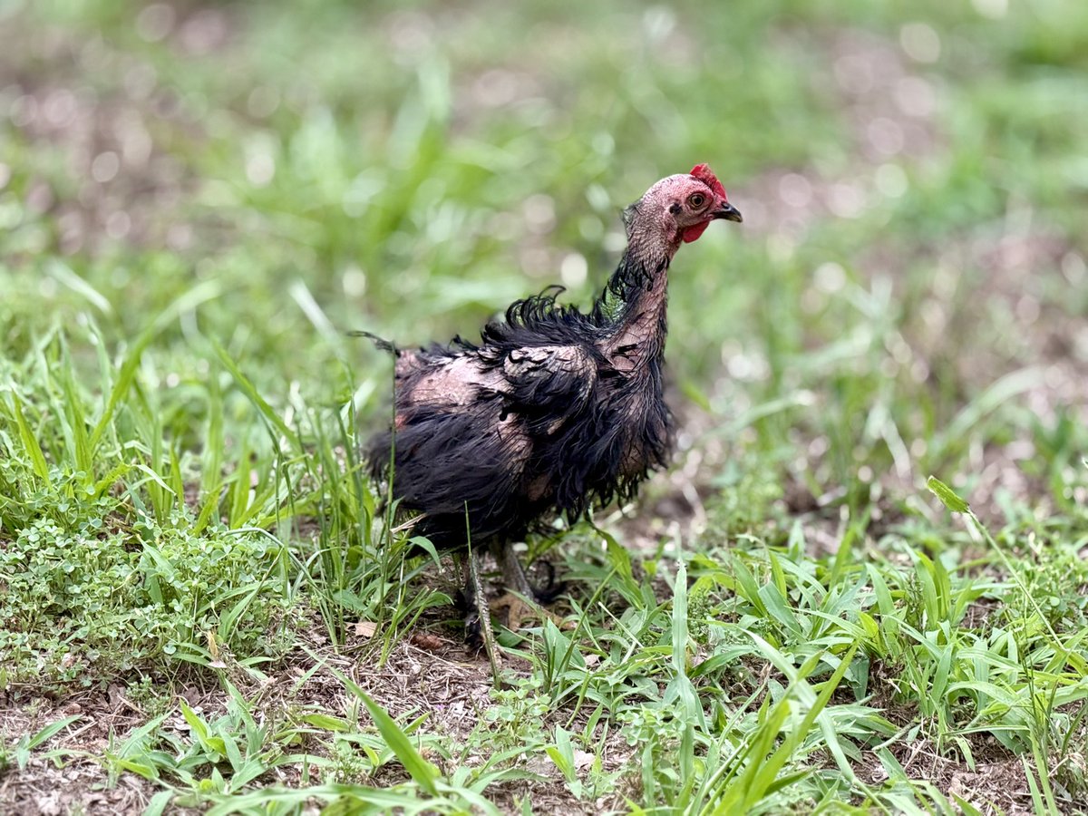 TimothyJBrownMD's tweet photo. This bird is named Vomit. For obvious reasons. #ChickenTweets https://t.co/Z9L5nUUlHO