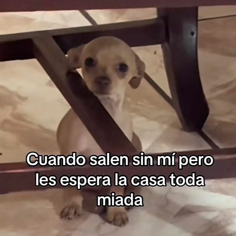 Dilo con perritos tweet media