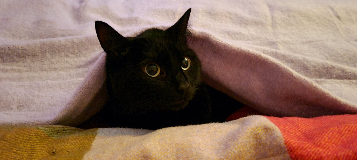 Jules04603468's tweet photo. Happy Birthday Neutron! Big 4 today! You'll get lots of extra treats, cuddles and play time with your Mama's 💖🐈‍⬛🎉
#SootSprite #Neutron  #MiniPanther #PintoBeans #KittenDiaries #LoveCats #KittyLove 🐾🐈‍⬛😻 https://t.co/fkpbePgaZO