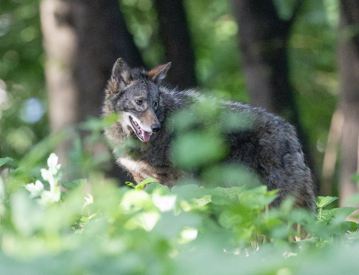 I vividly recall the first time I saw a coyote in NYC. It was thrilling. Every subsequent encounter is just as special. This coyote has very distinctive markings, and I believe he is the alpha male of the pack. Seen earlier this spring in the Bronx. 💕