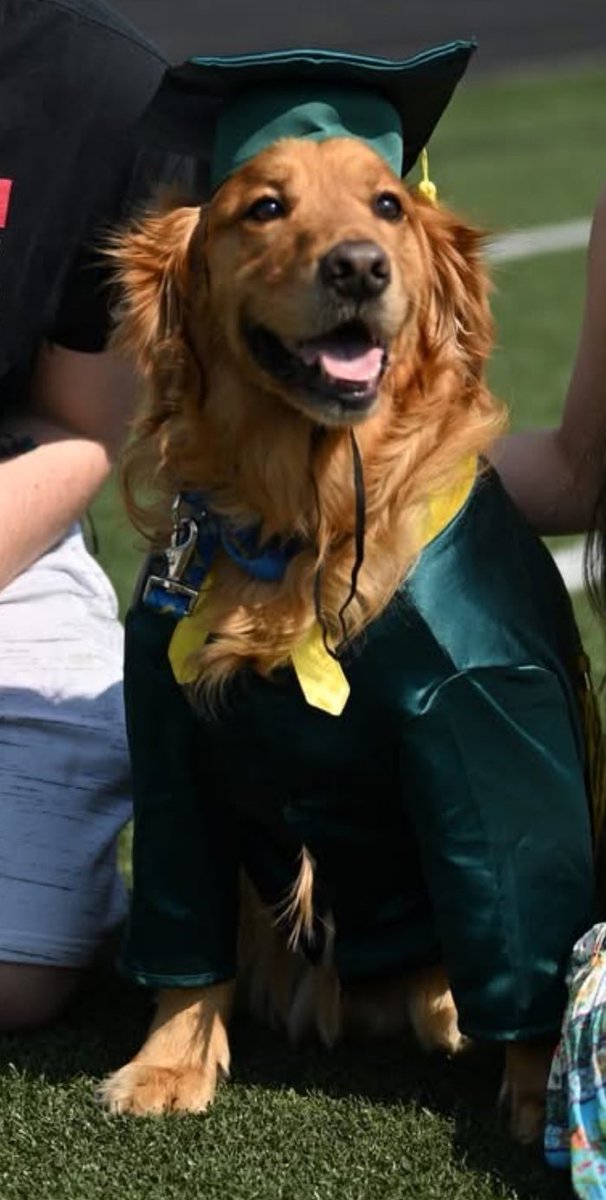 Cooper the DLHS Therapy Dog sported his Cap n Gown and participated in Graduation Practice today.