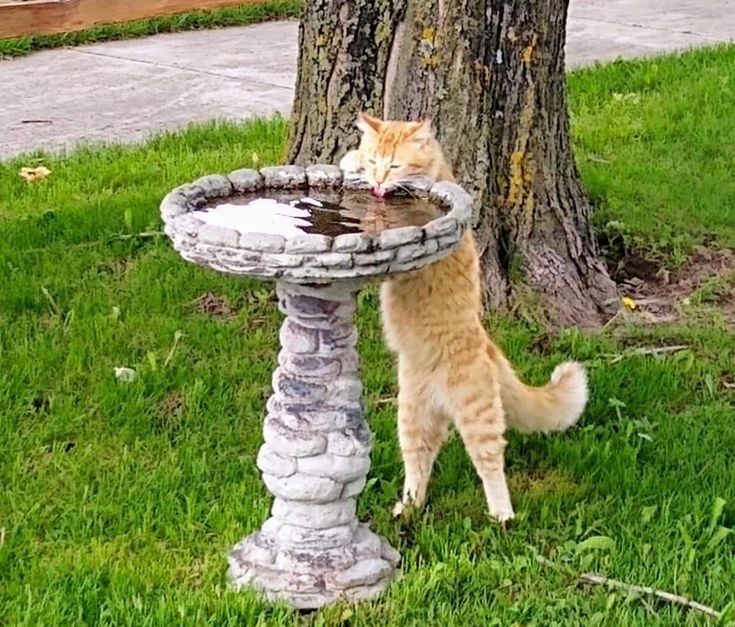 Que lindo gatito 🐈💞