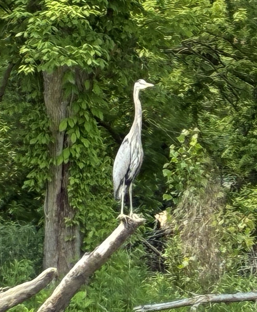 cleveland kayak club tweet media