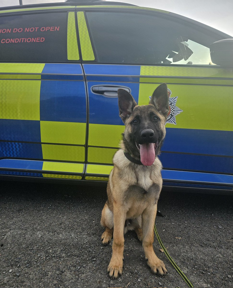 Hundenkraft @ K9 Core tweet media