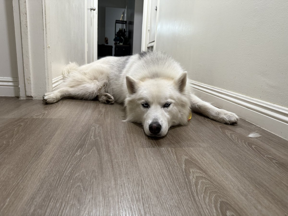 EliteFourJosh's tweet photo. The Dog Dad arc begins! Vy and I picked up this sweet fella from his foster home yesterday! After pitching all of the anime/video game names I’ve stored in my head for the past 2 decades, there was only one that stuck.

Please allow me to introduce the bestest boy, Yugi! https://t.co/LCUz2r0DLu